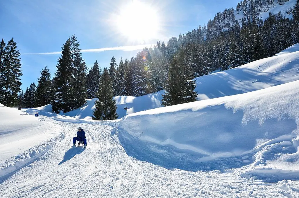 Rodler auf der verschneiten Rodelbahn zwischen Fichten in der Sonne